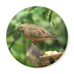 Tropical Bird Magnet