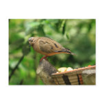 Tropical Bird Postcard