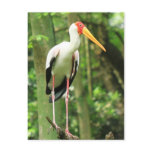 Tropical Bird Postcard
