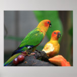 Tropical Bird posters