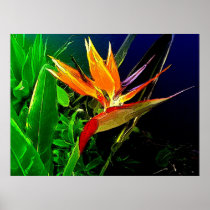 Tropical Bird