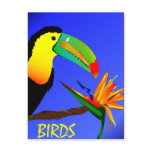 Tropical Birds postcards