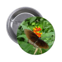 tropical butterfly button