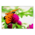 Tropical Butterfly cards