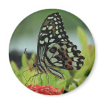 Tropical Butterfly Magnet