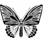 Tropical butterfly photo sculptures