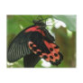 Tropical Butterfly Postcard