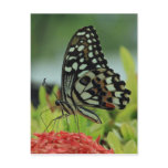 Tropical Butterfly Postcard