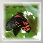 Tropical Butterfly Print