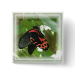 Tropical Butterfly Square Button