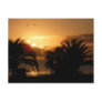 Tropical Canary islands sunrise RIU Postcards
