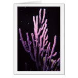 Tropical Coral-NOAA-All Occasion Card