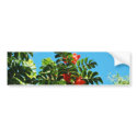 Tropical Delight bumper stickers