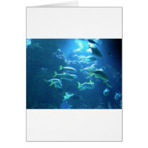 Tropical Fish