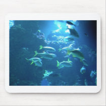 Tropical Fish