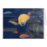 Tropical Fish Note Card