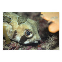 Tropical fish Porcupinefish Photographic Print