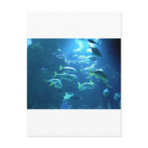 Tropical Fish