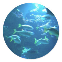 Tropical Fish