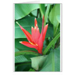 Tropical Flower Bird of Paradise cards