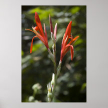 Tropical flower poster