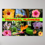 Tropical Flowers posters