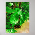 tropical foliage, fairchild tropical gardens, miam posters