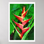 Tropical heliconia oil painting collection posters