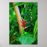 Tropical Heliconia - Walk in the garden Posters
