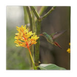 Tropical Hummingbird and Flower Tile