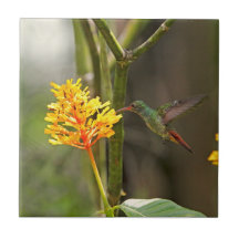 Tropical Hummingbird and Flower Tile