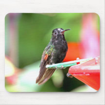 Tropical Hummingbird at Feeder Mouse Pads