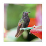 Tropical Hummingbird at Feeder Tile
