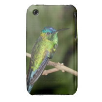 Tropical Hummingbird iPhone 3G/3GS Case Iphone 3 Case-mate Case