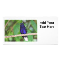 Tropical Hummingbird Photo Greeting Card