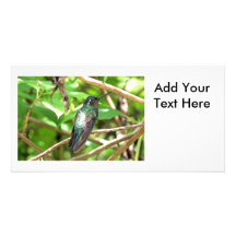 Tropical Hummingbird Picture Photo Card
