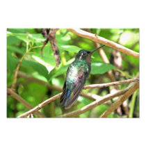 Tropical Hummingbird Picture