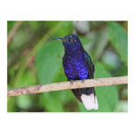 Tropical Hummingbird Post Cards