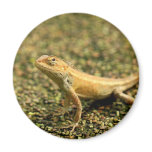 Tropical Lizard Magnet
