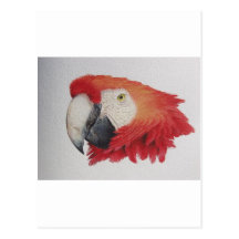 Tropical Macaw Post Card