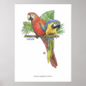 Tropical Macaws posters