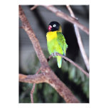 Tropical masked lovebird personalized invites