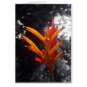 tropical orange flower cards