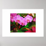 Tropical Orchid oil painting collection posters