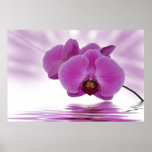 Tropical Orchid posters