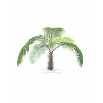 tropical palm tree collection - drawing VI Tshirt