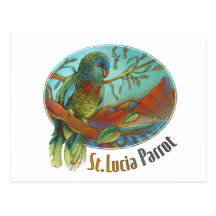 Tropical Parrot of St Lucia Post Card