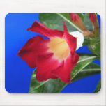 Tropical Passion mousepads