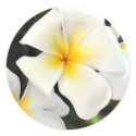 Tropical Plumeria Flower Sticker