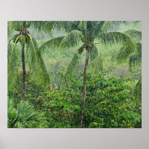 Tropical rainforest 2 poster | Zazzle